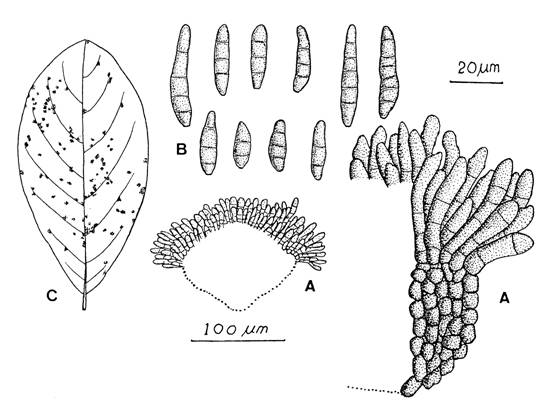 Cercosporidium atrides. A, Fascicles of conidiophores borne on big stromata. B, Conidia. C, Hypophyllous leaf spots. 