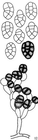 Cheiromoniliophora elegans. A. Conidial initials spherical, initiated from moniliform conidiogenous cells (arrows). B. Conidial initials enlarge, increase in size, and form septum (arrow). C. Conidial initials become palm- or U-shaped. D. Conidial initials mature in situ and become cheiroid. E-I. Conidium maturation via single cell to multi-cells by a cell to cell division system. Bars = 10 μm. 