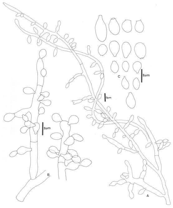 Myceliophthora fergusii (Chen 8504-11). A. and B. Conidiophores. C. Conidia. 