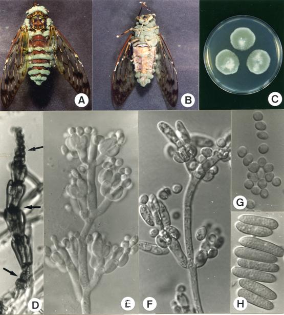 Nomuraea cylindrospora. A-B. Naturally infected cicada Pomponia linearis, A. 1X, B. 1X. C. Colony on MEA, 0.75X. D. Habit of catenulate, basipetally formed conidia of two types, 800X. E-F. Conidiophores bearing metulae, phialides and conidia, E. 1240X, F. 1330X. G. Microconidia, 1515X. H. Macroconidia, 1410X. 