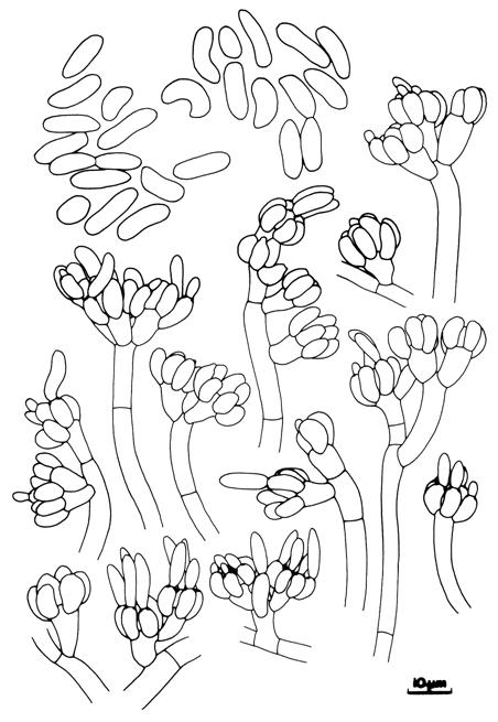 Nomuraea viridulus. Conidiophores and conidia. 