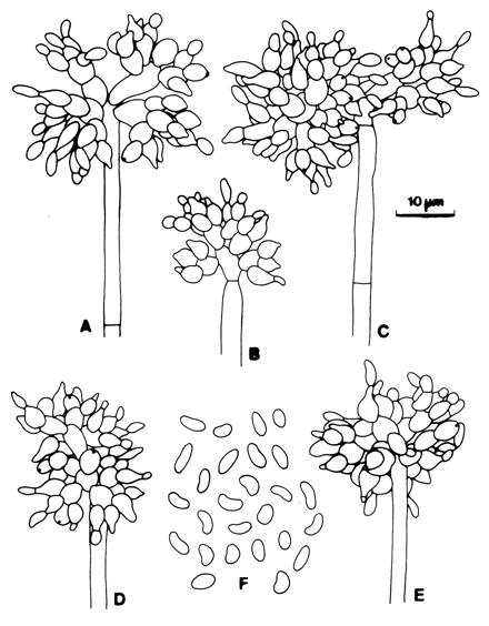 Paecilomyces tenuipes. A-E. Conidiophores and conidiogenous cells. F. Conidia. 