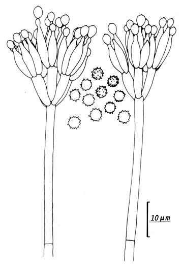 Penicillium aculeatum (CCRC 32621). Penicilli and conidia. 