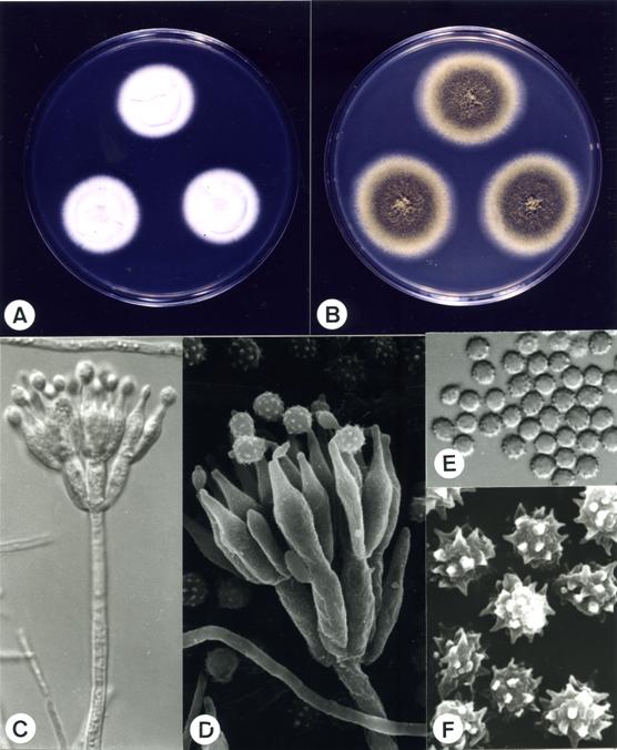 Penicillium aculeatum (CCRC 32621). A,B. colonies on CYA and MEA at 25°C, 7 days; C. penicillus X2060; D. penicillus X8640; E. conidia X2475; F. conidia X15200. 