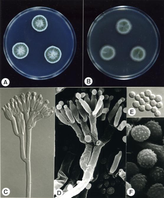 Penicillium brevicompactum (CCRC 32556). A,B. colonies on CYA and MEA at 25°C, 7 days; C. penicillus X1485; D. penicillus X6415; E. conidia X2640; F. conidia X15000. 