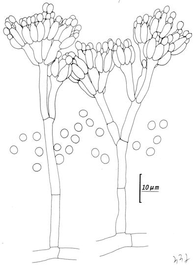 Penicillium chrysogenum (CCRC 32635). Penicilli and conidia. 
