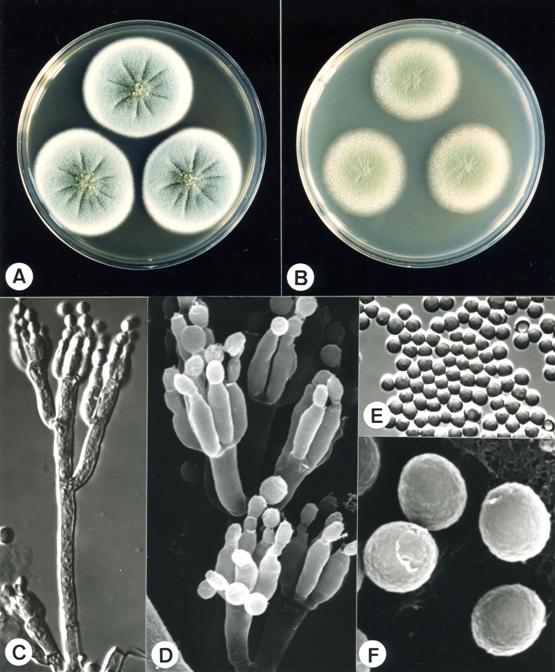 Penicillium chrysogenum (CCRC 32635). A,B. colonies on CYA and MEA at 25°C, 7 days; C. penicillus X1980; D. penicillus X8750; E. conidia X1992; F. conidia X20000. 
