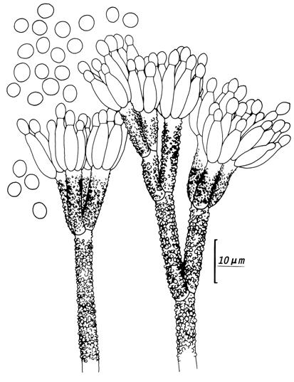 Penicillium crustosum (CCRC 33166). Penicilli and conidia. 