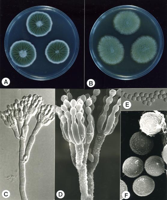 Penicillium crustosum (CCRC 33166). A,B. colonies on CYA and MEA at 25°C, 7 days; C. penicillus X1494; D. penicillus X6125; E. conidia X1485; F. conidia X15790. 