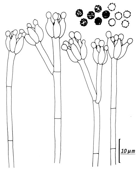 Penicillium daleae (CCRC 32392). Penicilli and conidia. 