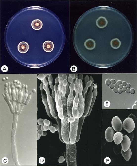 Penicillium islandicum (CCRC 33165). A,B. colonies on CYA and MEA at 25°C, 7 days; C. penicillus X1980; D. penicillus X4400; E. conidia X1980; F. conidia X18420. 