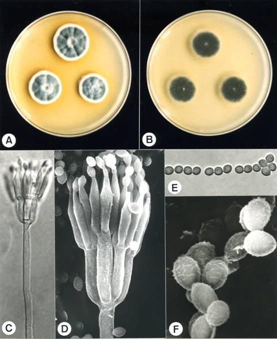 Penicillium minioluteum (CCRC 32646). A,B. colonies on CYA and MEA at 25°C, 7 days; C. penicillus X2475; D. penicillus X7000; E. conidia X2475; F. conidia X18570. 