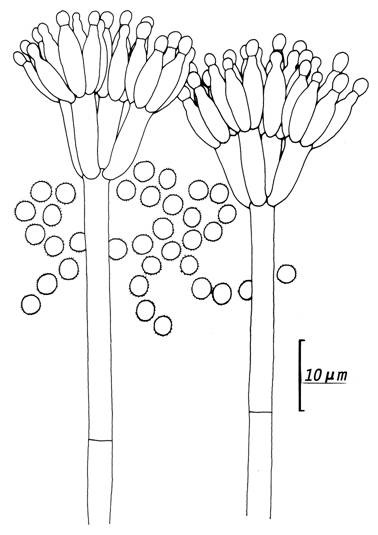 Penicillium paxilli (CCRC 33162). Penicilli and conidia. 