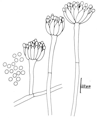 Penicillium phoeniceum (CCRC 32631). Penicilli and conidia. 