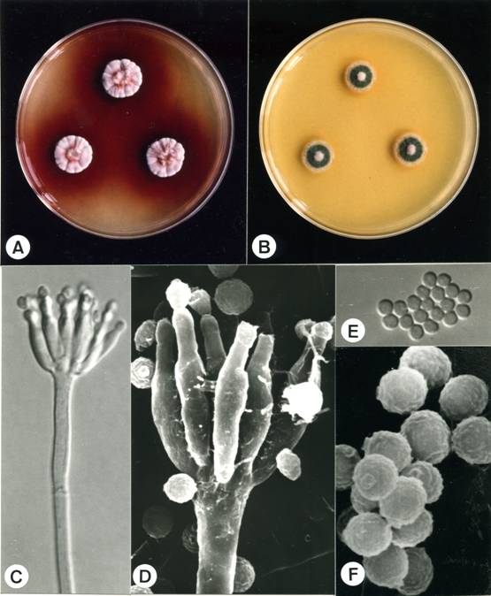 Penicillium phoeniceum (CCRC 32631). A,B. colonies on CYA and MEA at 25°C, 7 days; C. penicillus X1980; D. penicillus X12860; E. conidia X2970; F. conidia X21250. 