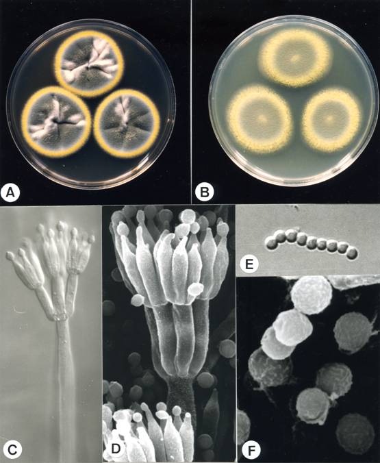 Penicillium pinophilum (CCRC 32388). A,B. colonies on CYA and MEA at 25°C, 7days; C. penicillus X1980; D. penicillus X7875; E. conidia X2230; F. conidia X21250. 