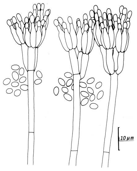 Penicillium rolfsii (CCRC 32036). Penicilli and conidia. 