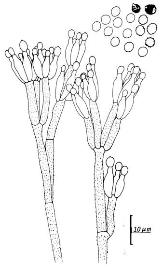 Penicillium simplicissimum (CCRC 33159). Penicilli and conidia. 