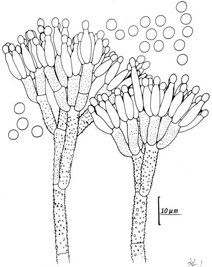 Penicillium viridicatum (CCRC 32022). Penicilli and conidia. 