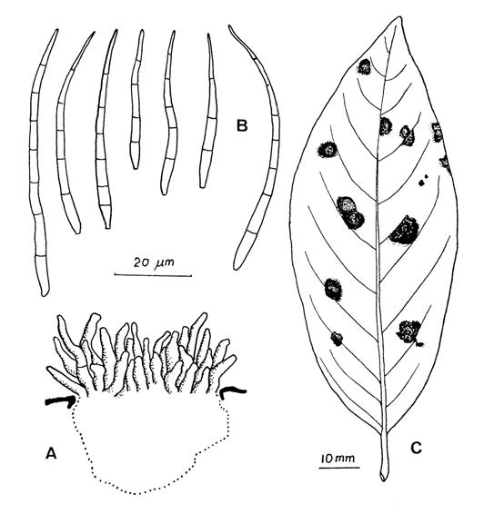 Pseudocercospora annonicola. A, Fascicle of conidiophores. B, Conidia. C, Leaf spots. 