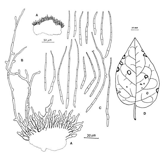Pseudocercospora basellae. A, Dense fascicles of conidiophores on stromata. B, Secondary mycelial hyphae arising from the fascicle, bearing secondary conidio-phores as lateral branch. C, Conidia. D, Leaf spots. 