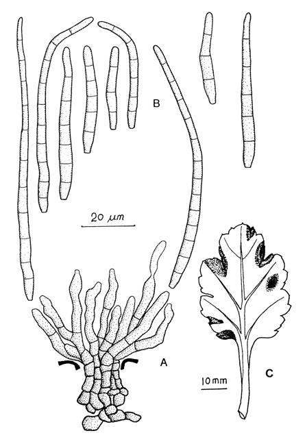 Pseudocercospora chrysanthemicola. A, Fascicle of conidiophores. B, Conjdia, C, Leaf spots, 