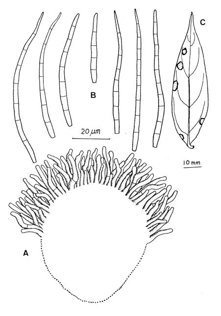 Pseudocercospora diospyri-erianthae. A, Dense fascicle of conidiophores on a big stroma. B, Conidia. C, Leaf spots. 