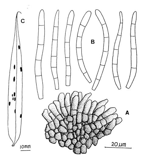 Pseudocercospora flagellariae. A, Fascicle of conidiophores. B, Conidia. C, Leaf spots. 