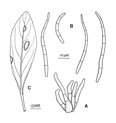 Pseudocercospora gomphrenae. A, Fascicle of conidiophores. B, Conidia. C, Leaf spots. 