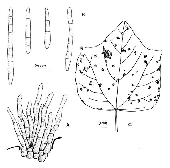 Pseudocercospora malloticola. A, Fascicle of conidiophores. B, Conidia, C, Leaf spots. 