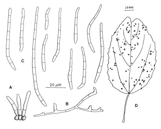 Pseudocercospora melanolepidis. A, Loose fascicle of primary conidiophores. B, External mycelial hypha bearing secondary conidiophores. C, Conidia. D, Leaf spots. 