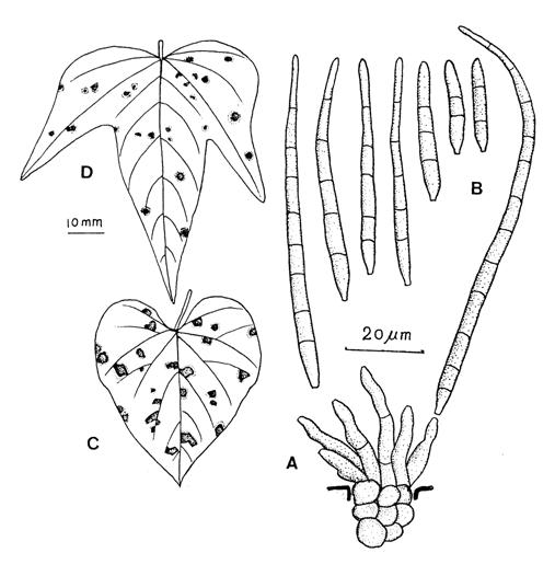 Pseudocercospora timorensis. A, Fascicle of conidiophores. B, Conidia. C, Leaf spots on Ipomoea acuminata. D, Leaf spots on Ipomoea batatas. 