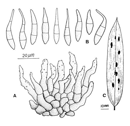 Pseudospiropes bambusicolum. A, Fascicle of conidiophores. B, Conidia. C, Leaf spots. 