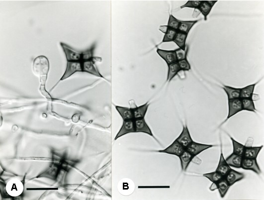 A-B. Scutisporus brunneus. A. condiophore with developing conidium. B. Butterfly-shaped conidia. Scales = 10 μm. 