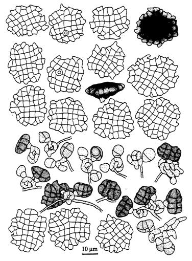 Turturconchata reticulata. Conidiophores, conidiogenous cells, conidia and conidiogenesis. 