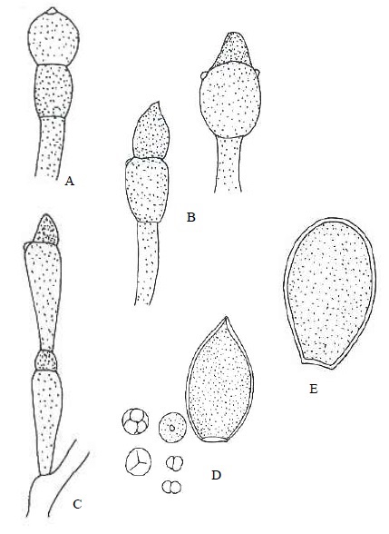 A. Allomyces arbuscula. Gematangial pair × 200. B. A. javanicus. Gematangial pair. × 200.40-41. C. A. macrogynus. Gematangial pair. × 200. D. A moniliformis. 40. Resting sporangium× 800. 41 Isogaomous gametes emerging from cysts; copulated gametes × 800. E. A. neomoniliformis. Resting sporangium. 