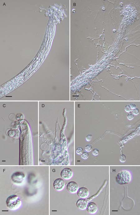 Lagenidium caudatum. A. Nematode permeated with hyphae. B. Nematode with protruded discharge tubes of sporangia. C. Zoospores encysting at buccal cavity of nematode. D.Discharge tube protruded from nematode. E. Zoospores in the vesicle. F. Zoospores with two flagella emerging from the lateral groove. G. Cysts. H. Secondary zoospore emerging from cyst. Bars: A-B = 20 μm; C-H = 5 μm. 