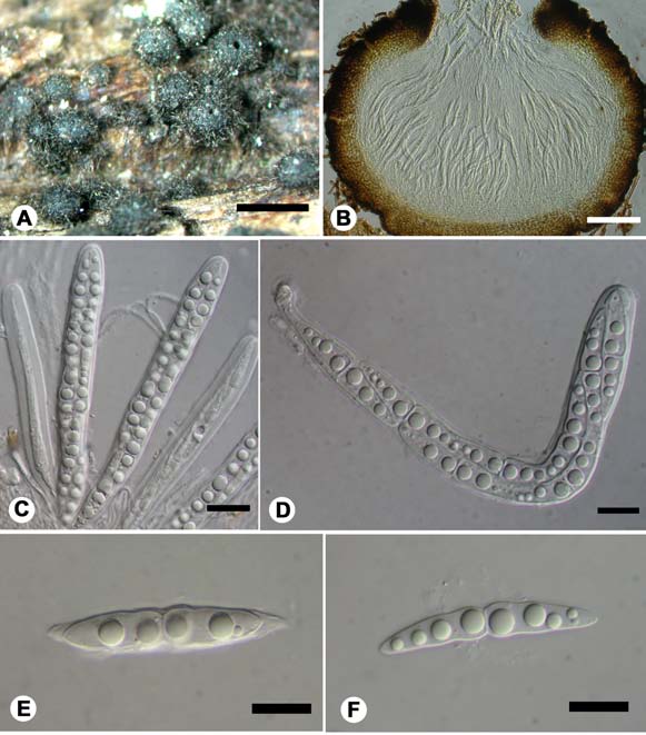 Herpotrichia fusispora. A. Ascomata on host surface; B. Section of ascoma. Note the short ostiolar cavity without periphyses; C-D. Asci; E-F, Ascospores. Scale bars: A = 1 mm; B = 100 μm; C = 20 μm; D-F= 10 μm. 