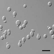 Morphology of Candida pseudolambica FN2S01 as determined by light microscopy. The strain was cultivated in GYP broth for 3 days at 25 °C. A. Scale bars: 25 um. 