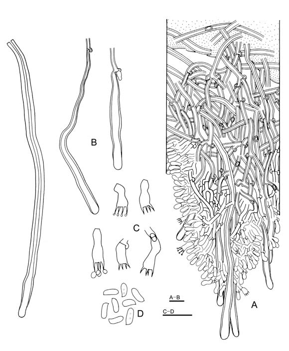 Hyphodontia tubuliformis (holotype). A. Basidiocarp section. B. Cystidia. C. Basidia. D. Basidiospores. Scale bars = 10 μm. 