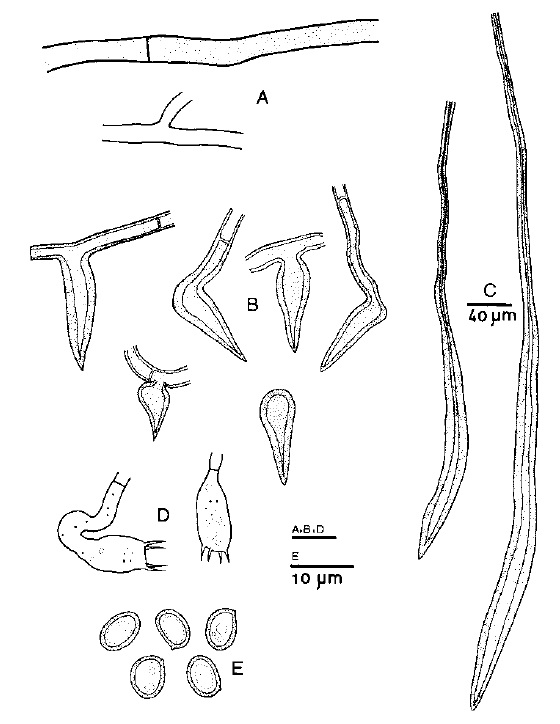Inonotus rodwayi (Wu 9908-1). A. Contextual hyphae. B. Hymenial setae. C. Hyphoid setae. D. Basidia. E. Basidiospores. 
