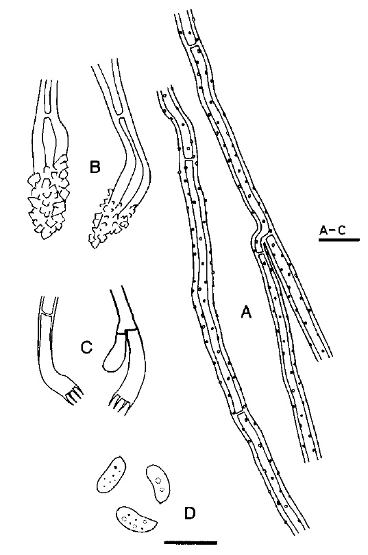 Oxyporus cervinogilvus (TF 0095) A. Contextual generative hyphae. B. Contextual branched skeletal hyphae. C. Cystidia. D. Basidia. E. Basidiospores. Scale bar = 10 μm. 