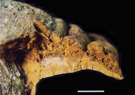 Phellinus chrysita (Wu 9705-7). Section of pileus. 