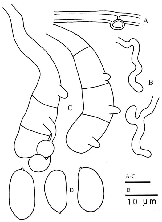 Helicogloea contorta (Wu 880701-11): A. Subicular hyphae. B. Contorted hyphae in hymenium. C. Basidia. D. Basidiospores. Scale bars = 10 μm. 