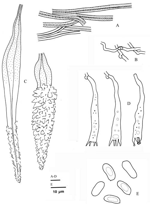 Lopharia cinerascens (Wu 9206-54). A. Skeletal hyphae. B. Subicular generative hyphae. C. Skeletocystidia. D. Basidia. E. Basidiospores. 