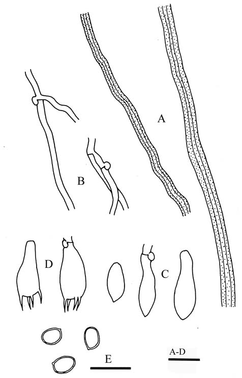 Perenniporia tephropora (Chen 252). A. Contextual generative hyphae. B. Contextual skeletal hyphae. C. Cystidioles. D. Basidia. E. Basidiospores. Scale bar = 10 μm. 