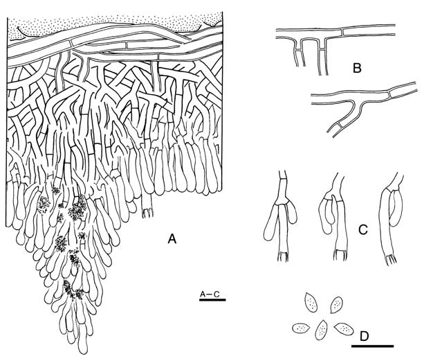 Phanerochaete granulata (holotype). A. Basidiocarp section. B. Basal hyphae. C. Basidia. D. Basidiospores. Scale bars = 10 μm. 