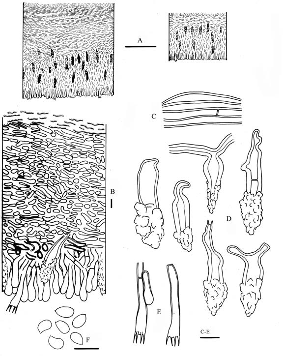 Phanerochaete lamprocystidiata (A: Wu 9408-37, B-F: holotype). A-B. Section through basidiocarp. C. Basal hyphae. D. Lamprocystidia. E. Basidia. Fig. F. Basidiospores. Scale bars = 100 μm for A; = 10 μm for B-F. 