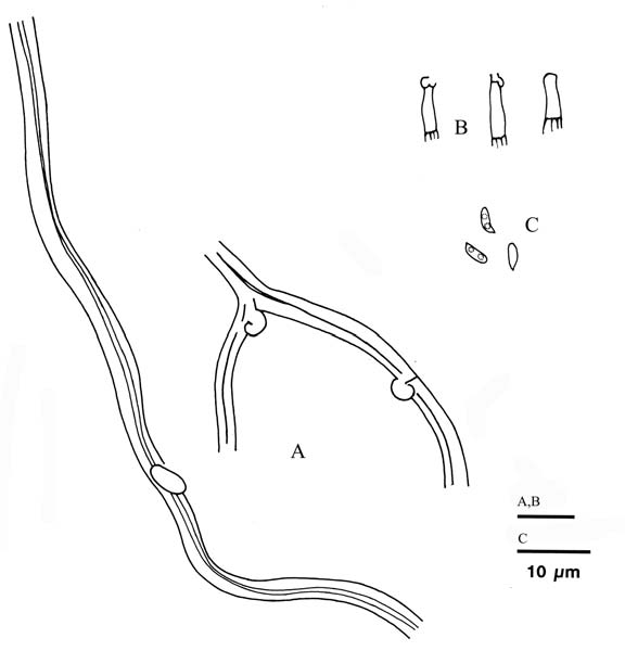 Plicatura crispa (Wu 9401-11). A. Subicular hyphae. B. Basidia. C. Basidiospores. 