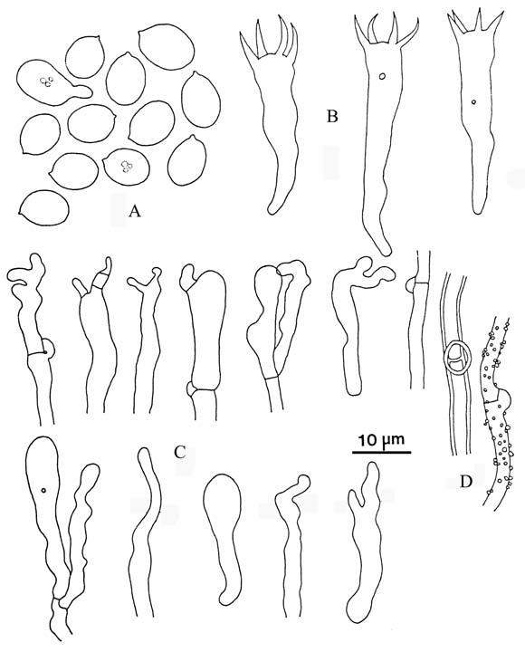 Pulcherricium caeruleum (Wu 880803-1). A. Basidiospores. B. Basidia. C. Representative shape of basidioles. D. Subicular hyphae. 